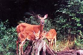 deer deer
